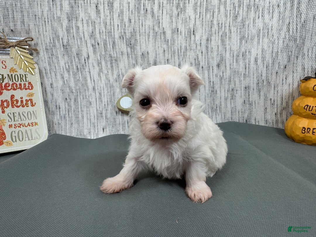 Maltese dogs for sale: Maltese Puppy 1 - Ad 3