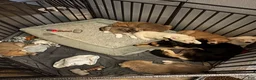 Mixed Breed dogs for sale: Yellow tag - Ad 15