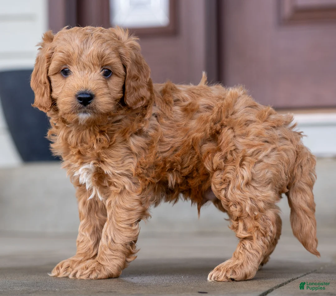 Cavapoo dogs for sale: Roscoe - Ad 1