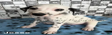 Jesse