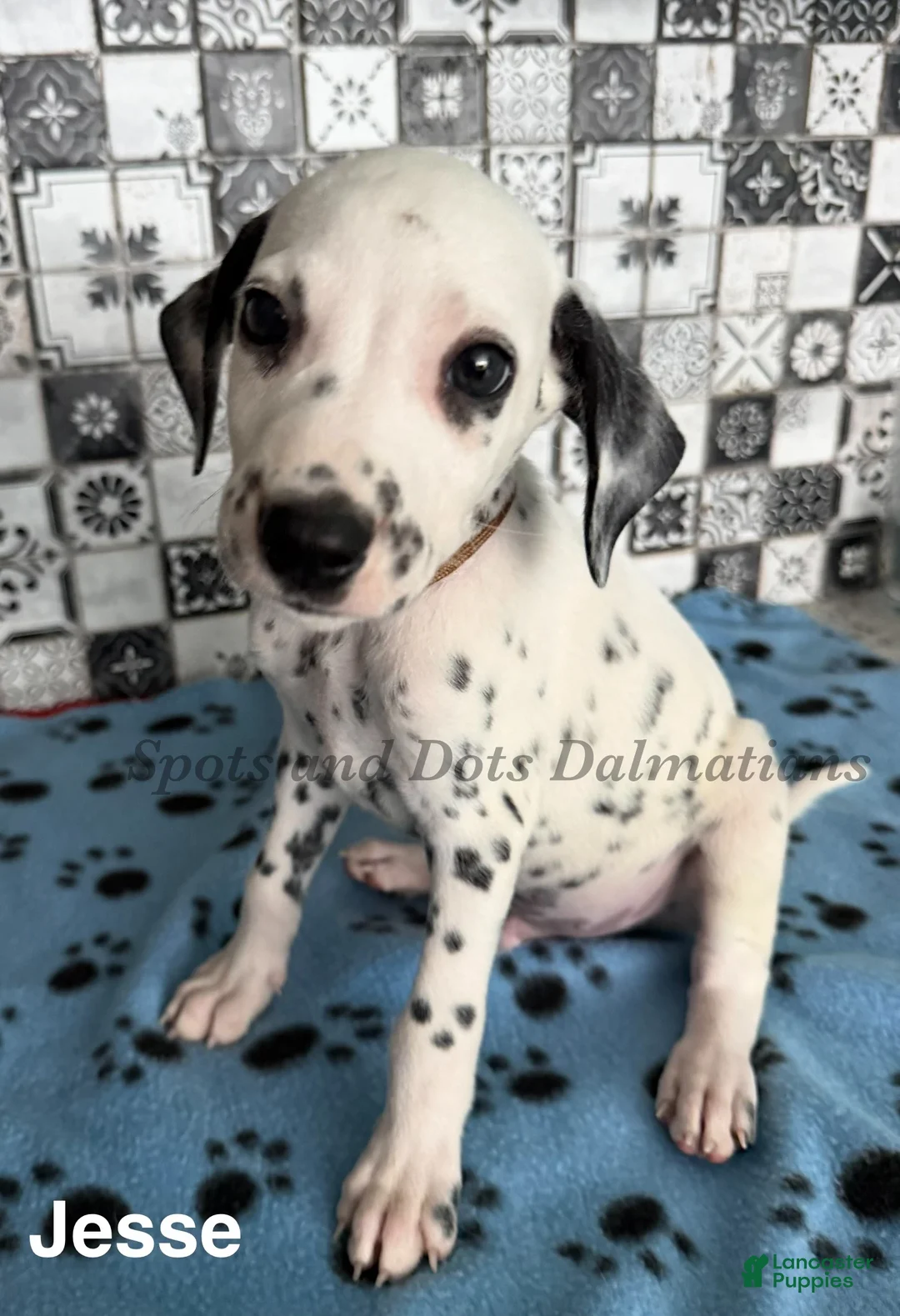 Dalmatian dogs for sale: Jesse - Ad 1