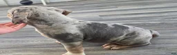 American Bully dogs for sale: Blue Tri Merle Female 1 - Ad 3