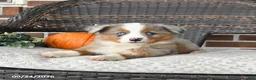 Miniature Australian Shepherd dogs for sale: River - Ad 4