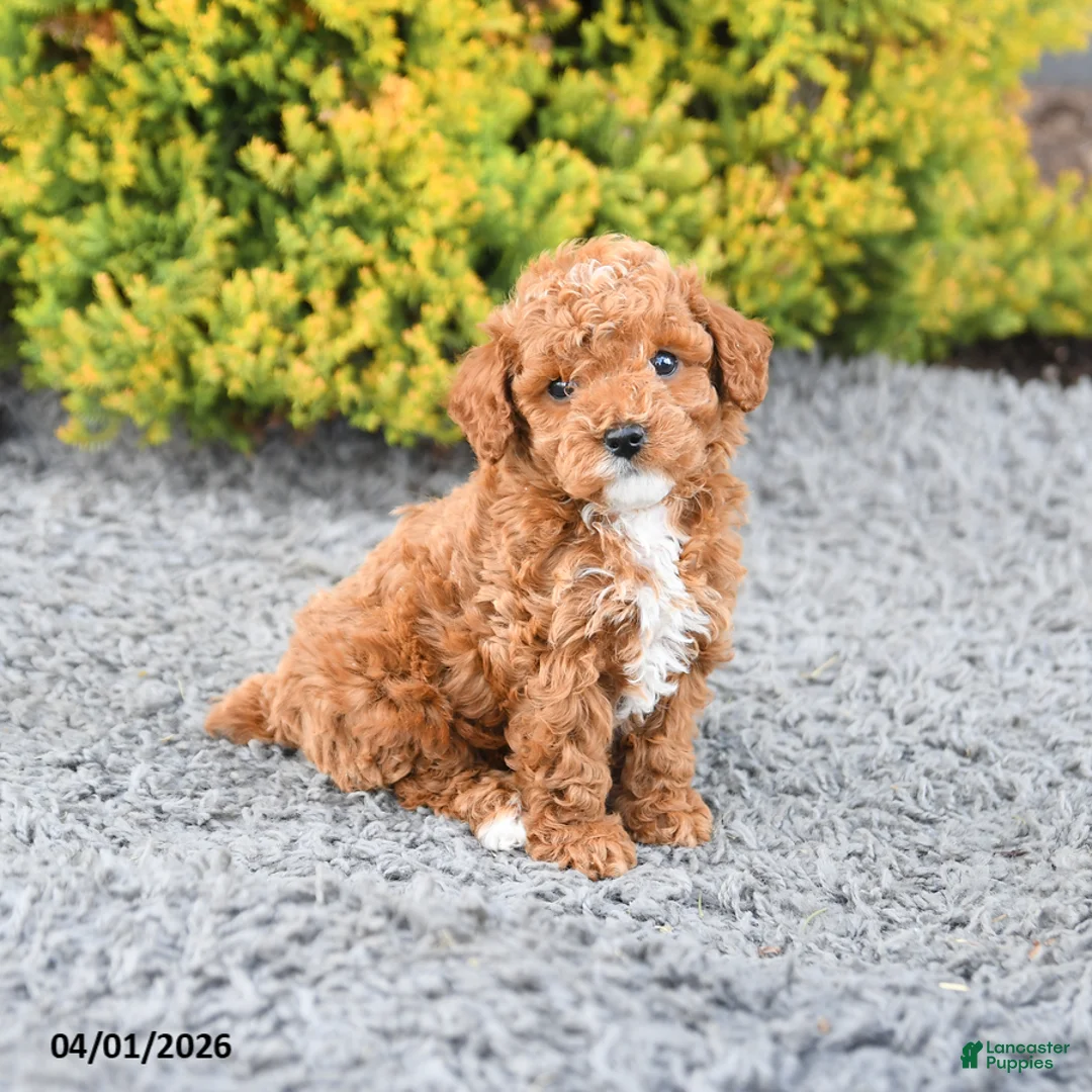 Miniature Poodle dogs for sale: Cleo - Ad 5