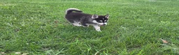Pomsky dogs for sale: Lovely  - Ad 4