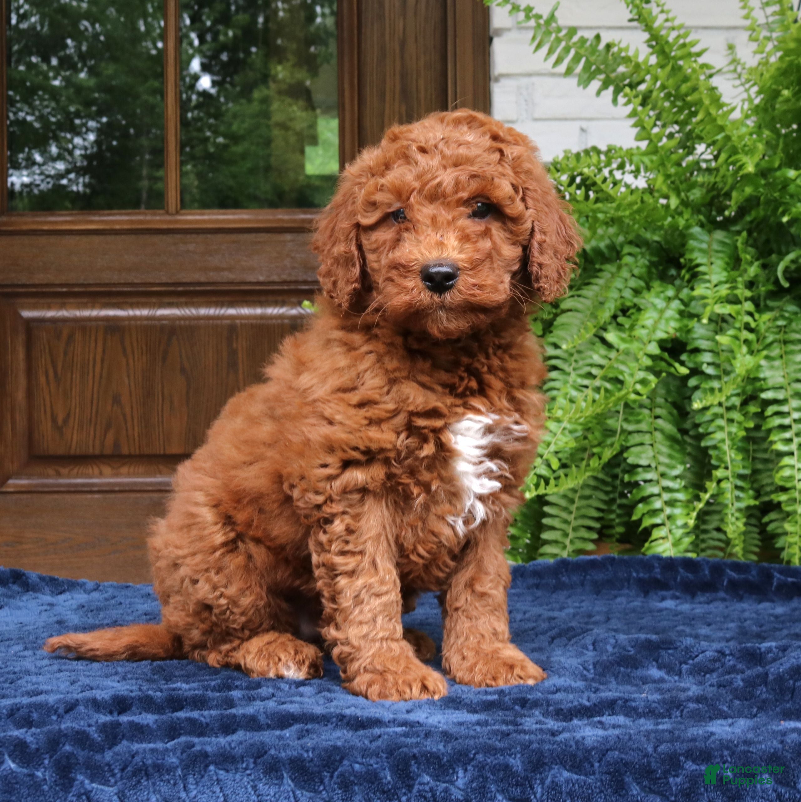 Mini Goldendoodle dogs Henry  - Ad 1