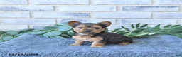 Yorkshire Terrier dogs for sale: Theo      EXTRA SMALL - Ad 1