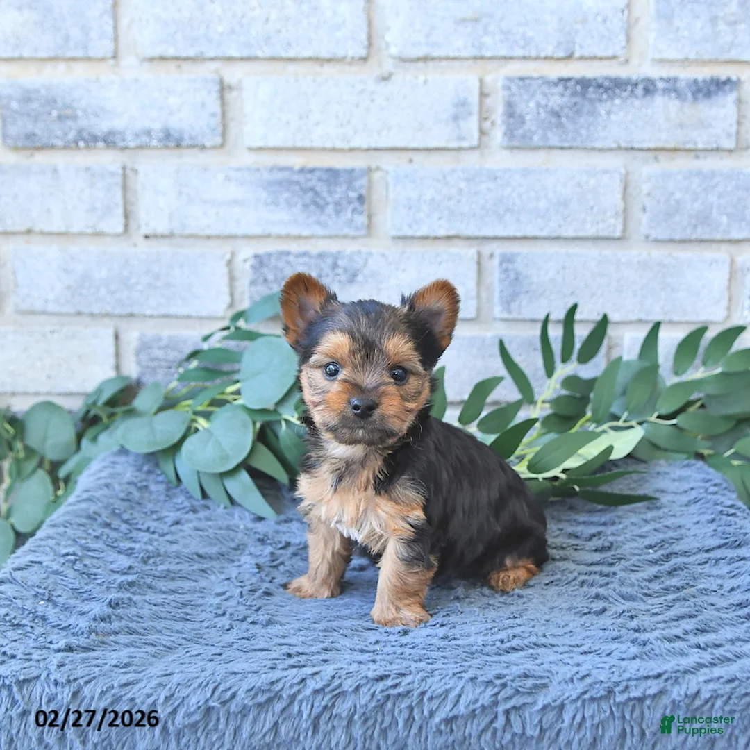 Yorkshire Terrier dogs for sale: Theo      EXTRA SMALL - Ad 1