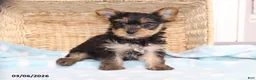 Yorkshire Terrier dogs for sale: S'mores - Teacup - Ad 2