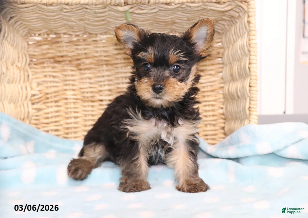 Yorkshire Terrier dogs for sale: S'mores - Teacup - Ad 2