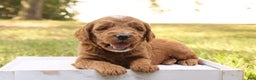 Mini Goldendoodle dogs for sale: Jack - Ad 8