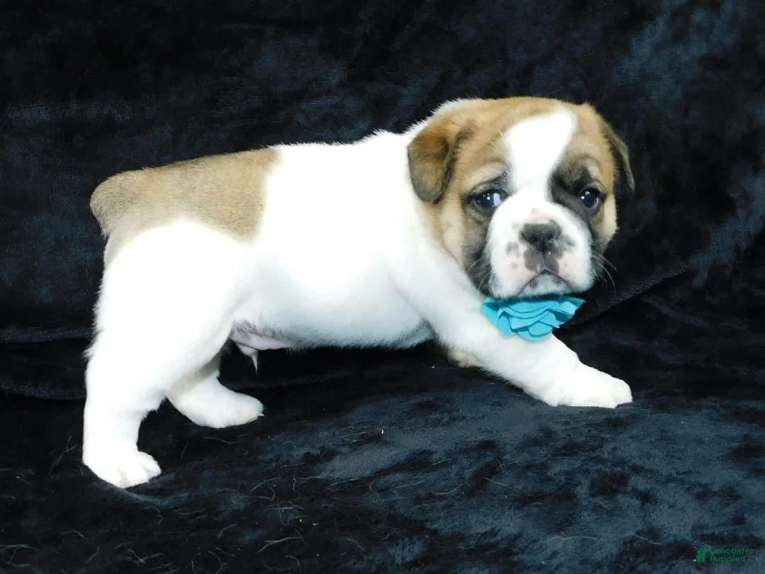 Mixed Breed dogs for sale: Buster - Ad 6