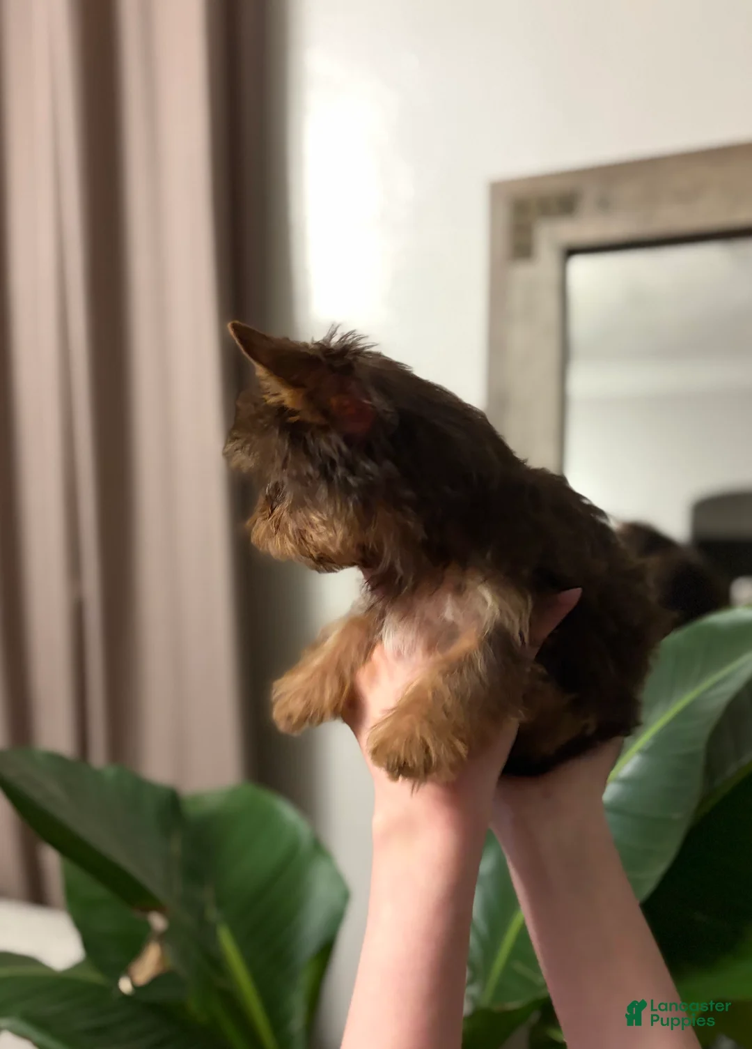 Yorkshire Terrier dogs for sale: Louie AKC Chocolate  - Ad 4