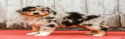 Australian Shepherd dogs for sale: Jackie - Ad 7