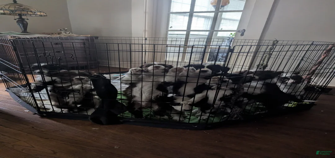 Gallery Image {{count}}