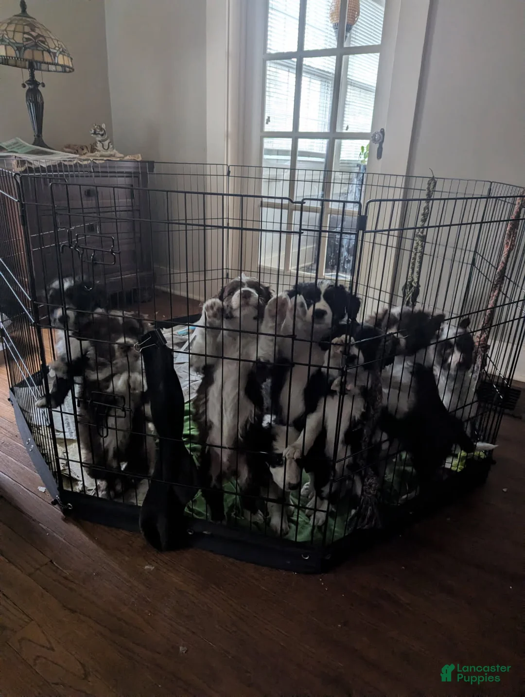 Gallery Image {{count}}