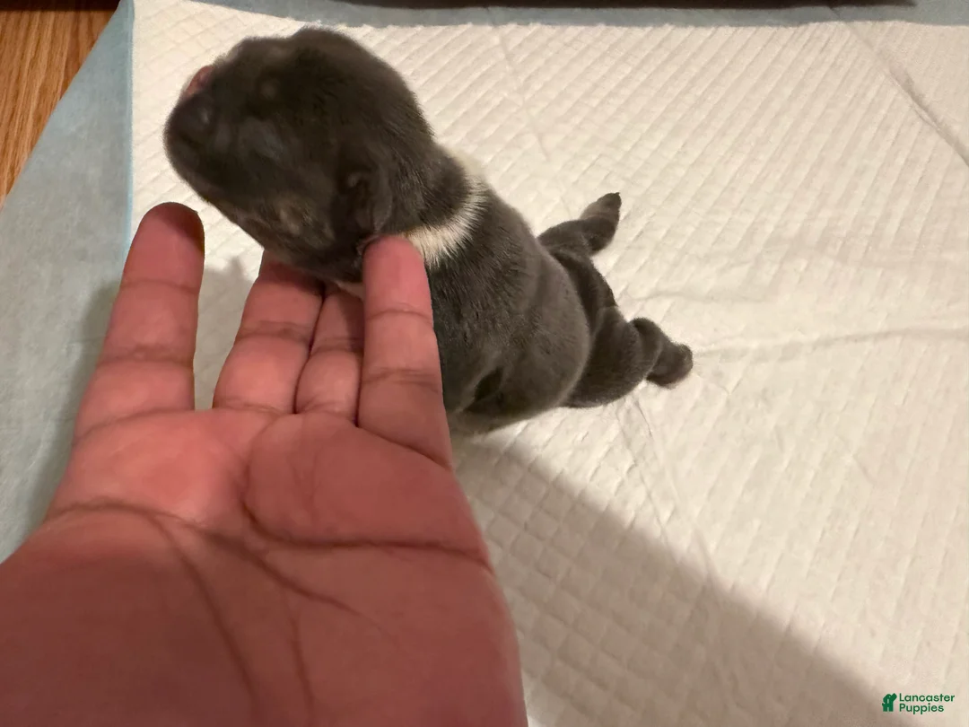 English Bulldog dogs for sale: Princess Peach - Ad 2