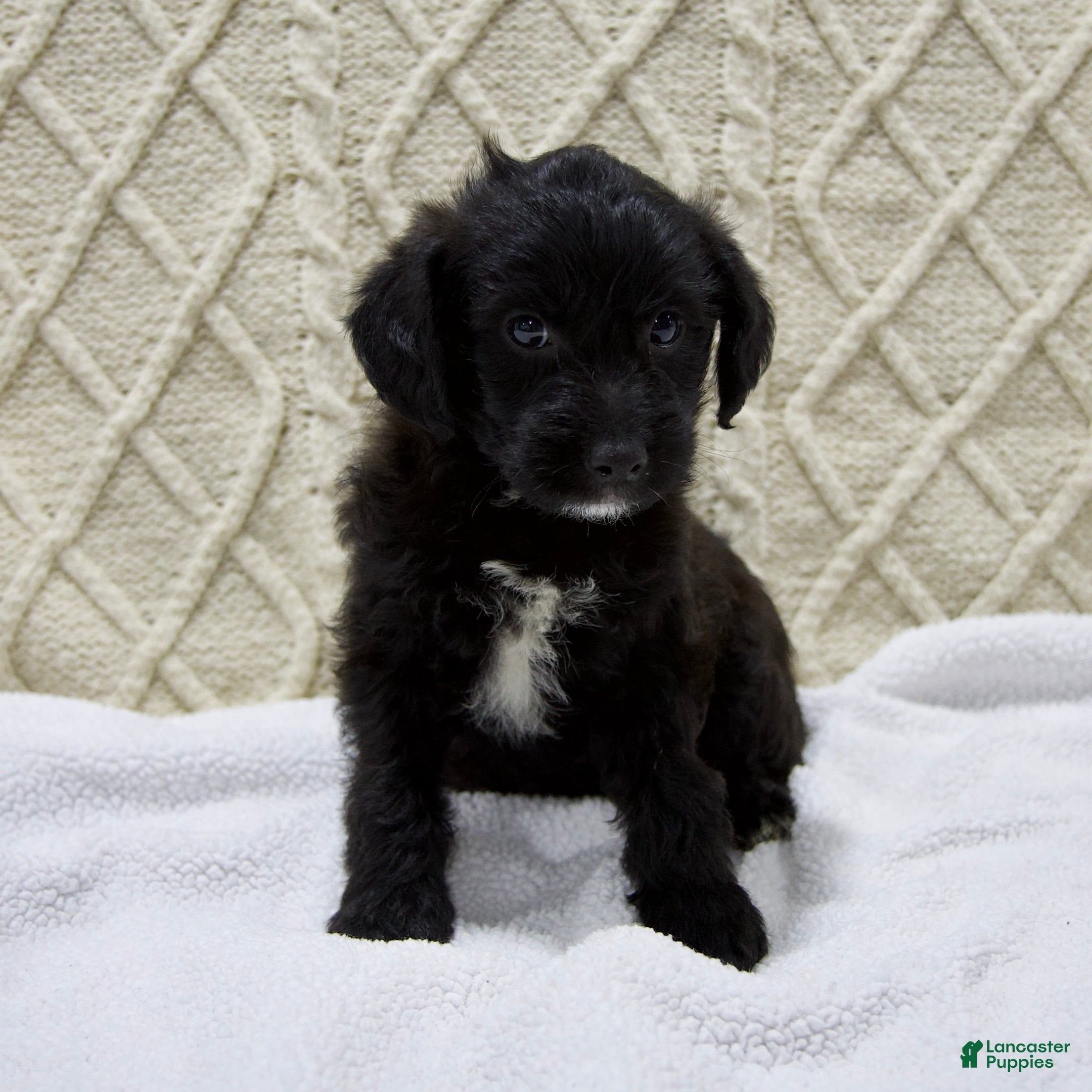 Yorkiepoo dogs Dusty - Ad 23