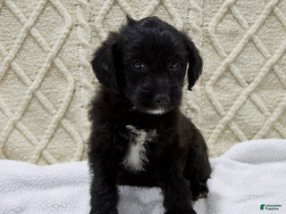 Yorkiepoo dogs Dusty - Ad 23