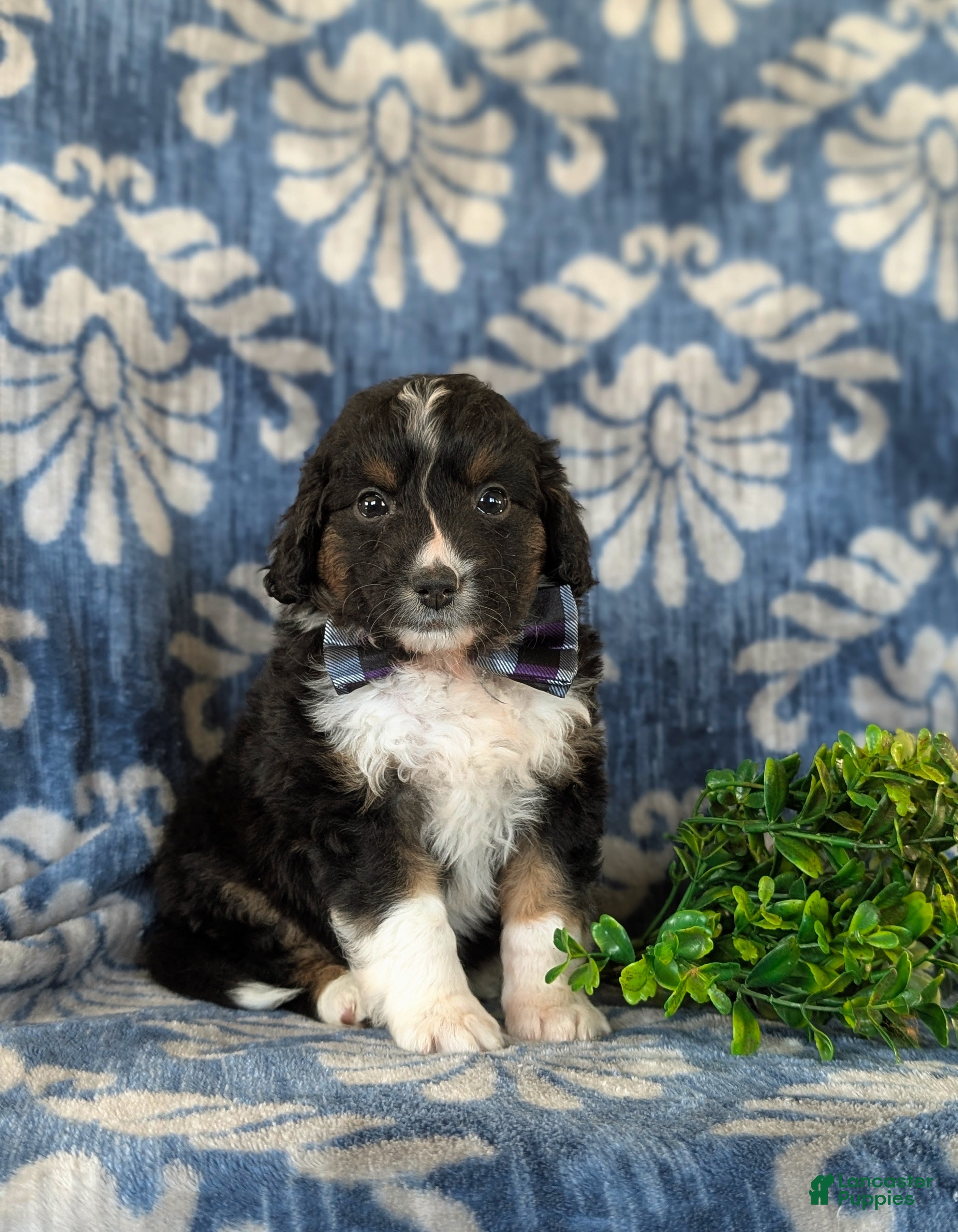 Mini Aussiedoodle dogs Karl - Ad 1