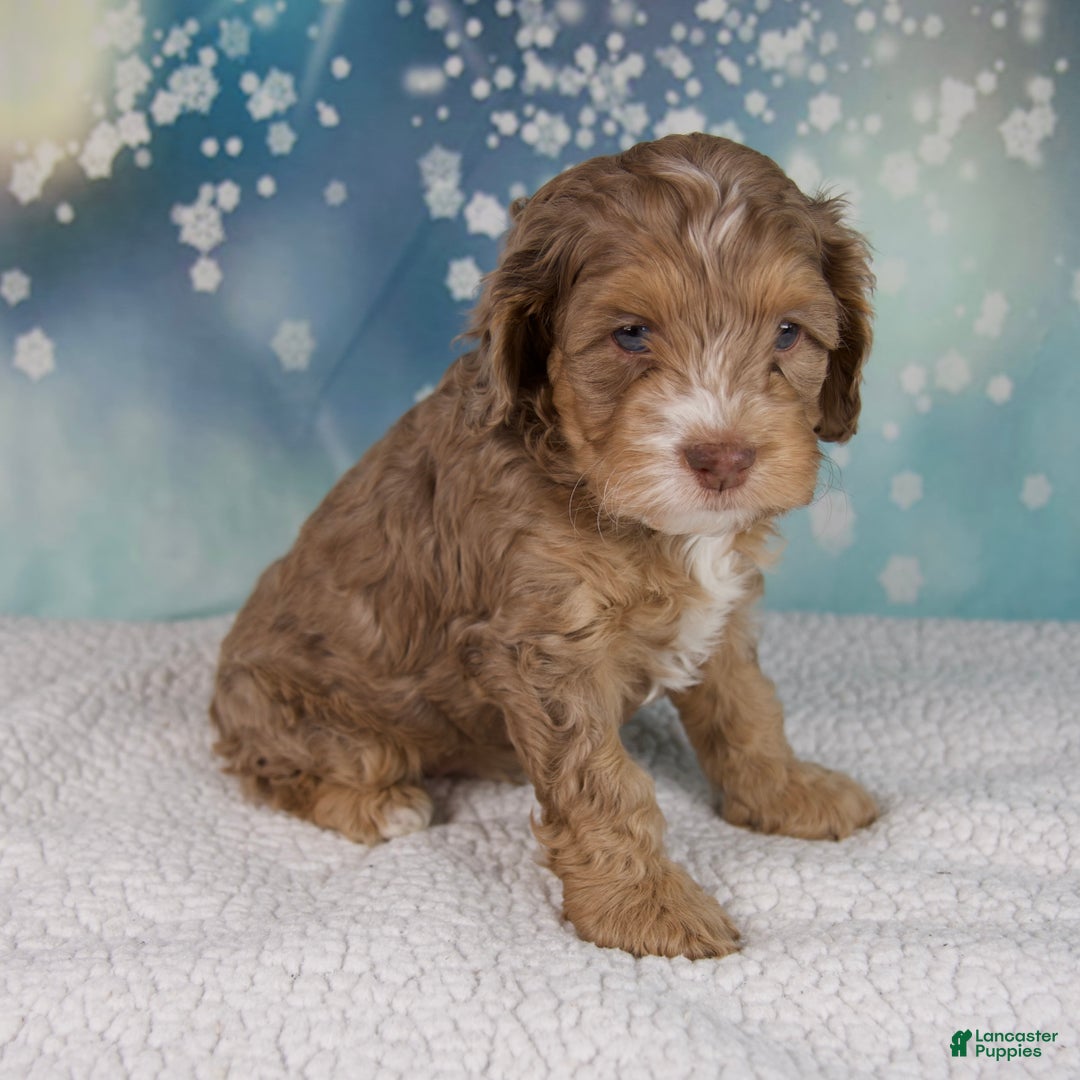 Cockapoo dogs for sale: Cash - Ad 4