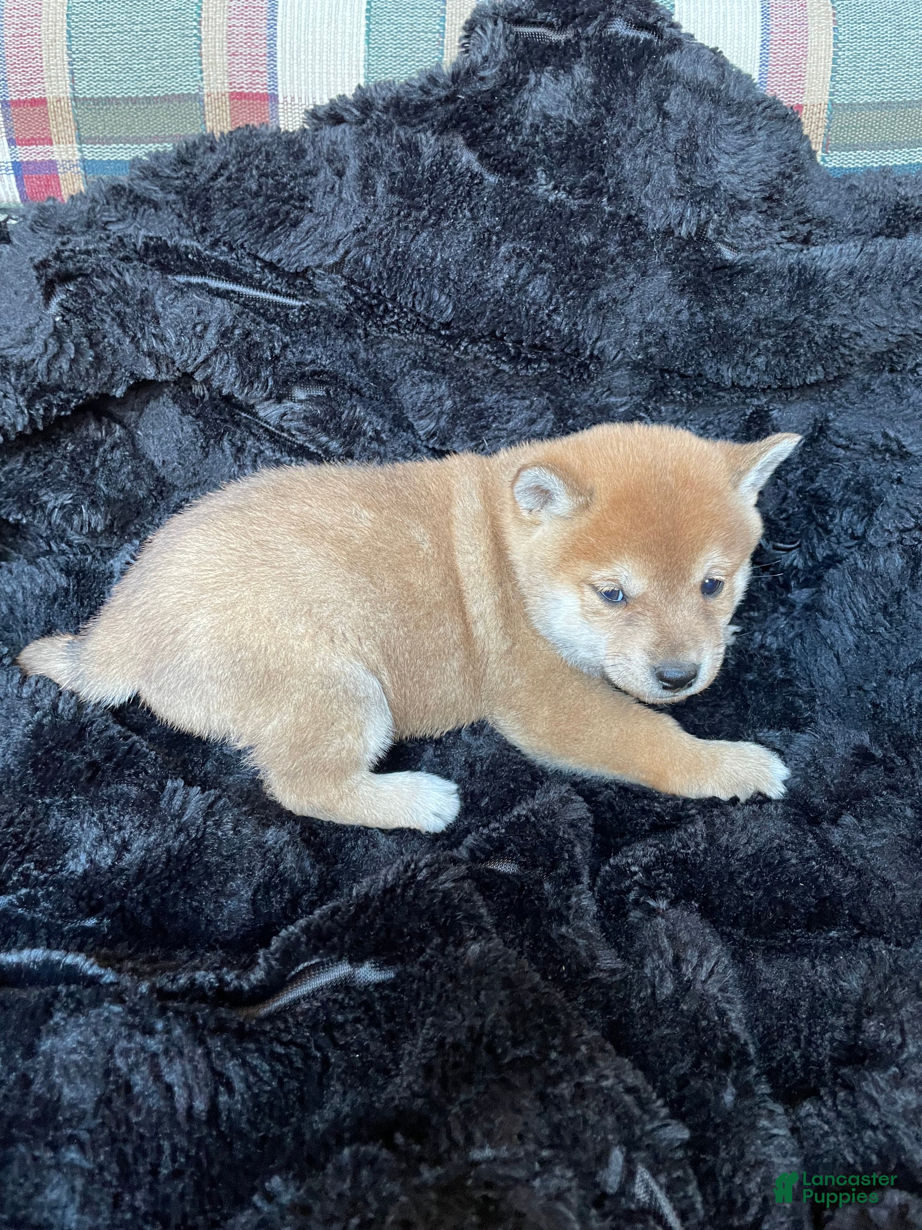 Shiba Inu dogs Timber - Ad 29