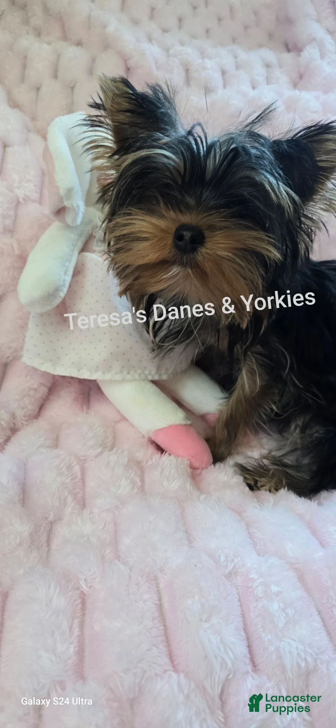 Yorkshire Terrier dogs for sale: Micro mini girl - Ad 8