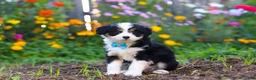 Mixed Breed dogs for sale: Oakley - Ad 2