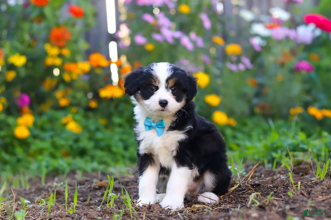 Mixed Breed dogs for sale: Oakley - Ad 2