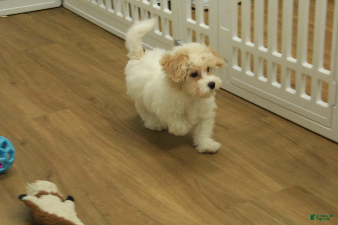 Bichpoo dogs for sale: Ramona - Ad 3