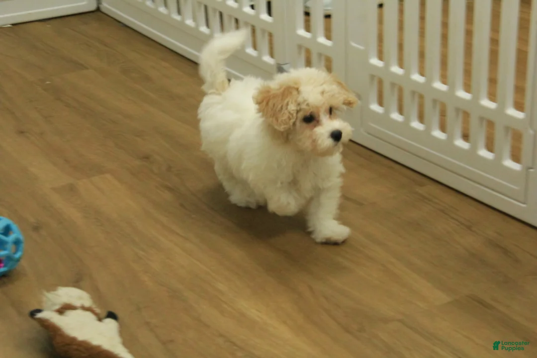 Bichpoo dogs for sale: Ramona - Ad 3