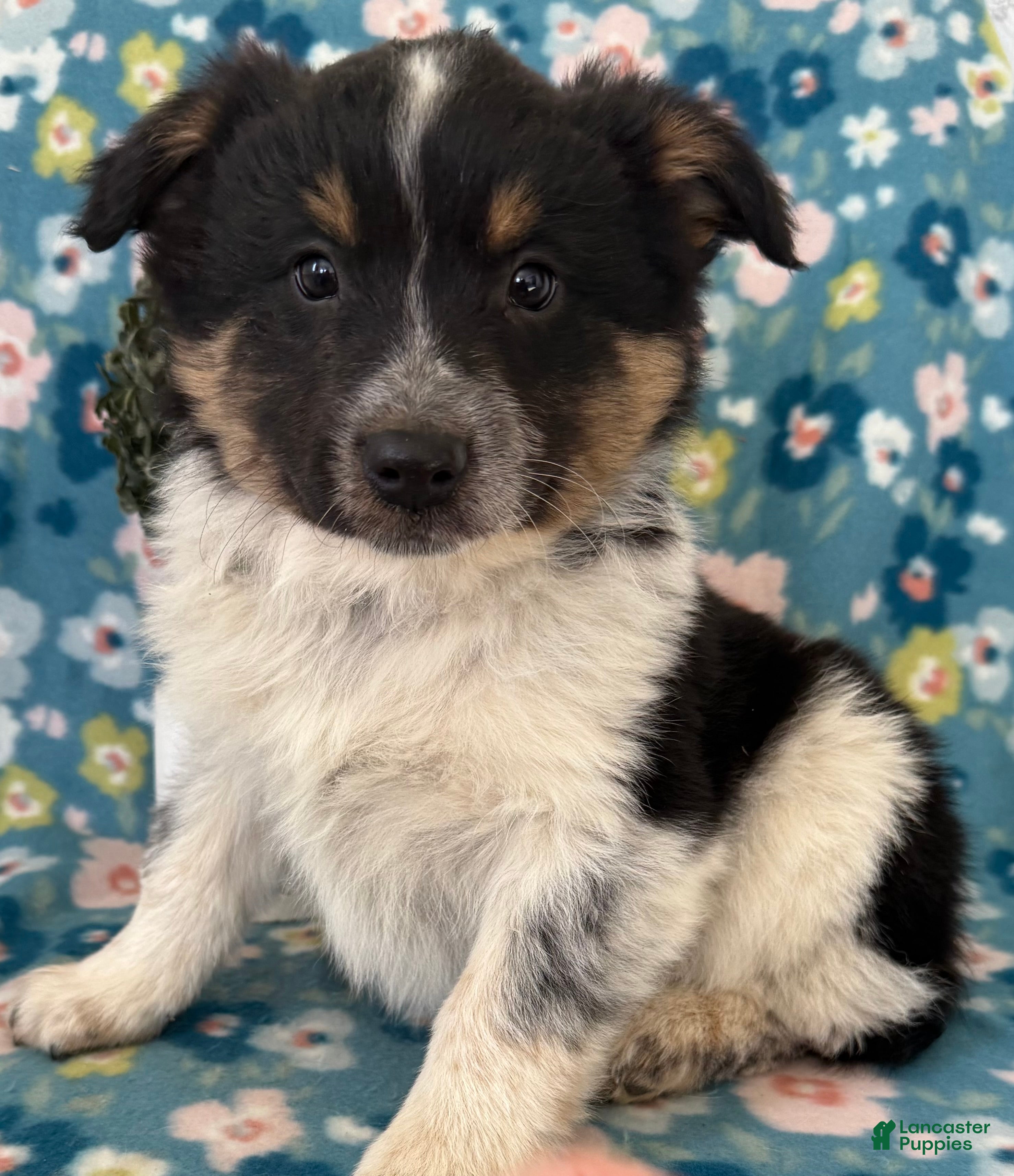 Mixed Breed dogs Bluey  - Ad 34