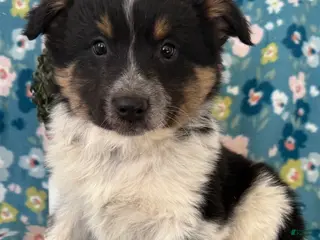 Mixed Breed dogs Bluey - Ad 34