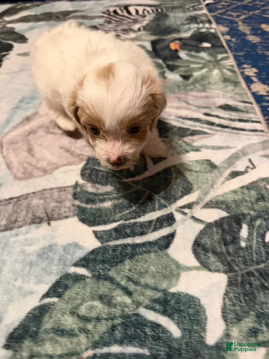 Mixed Breed dogs for sale: Piper - Ad 2