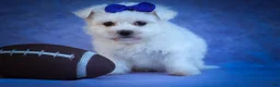 Maltese dogs for sale: Marley🐾 - Ad 13