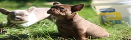 French Bulldog dogs for sale: Ruby - Ad 3