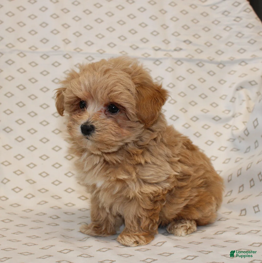 Maltipoo dogs for sale: Markie - Ad 6