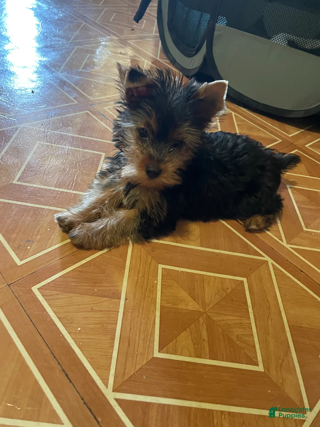 Yorkshire Terrier dogs for sale: Yorkshire Terrier Puppy 1 - Ad 2