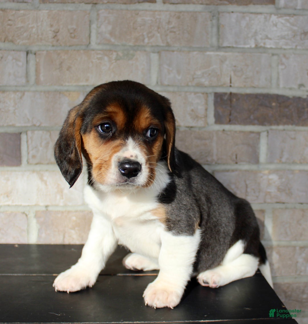 Beagle dogs for sale: Pinto - Ad 3