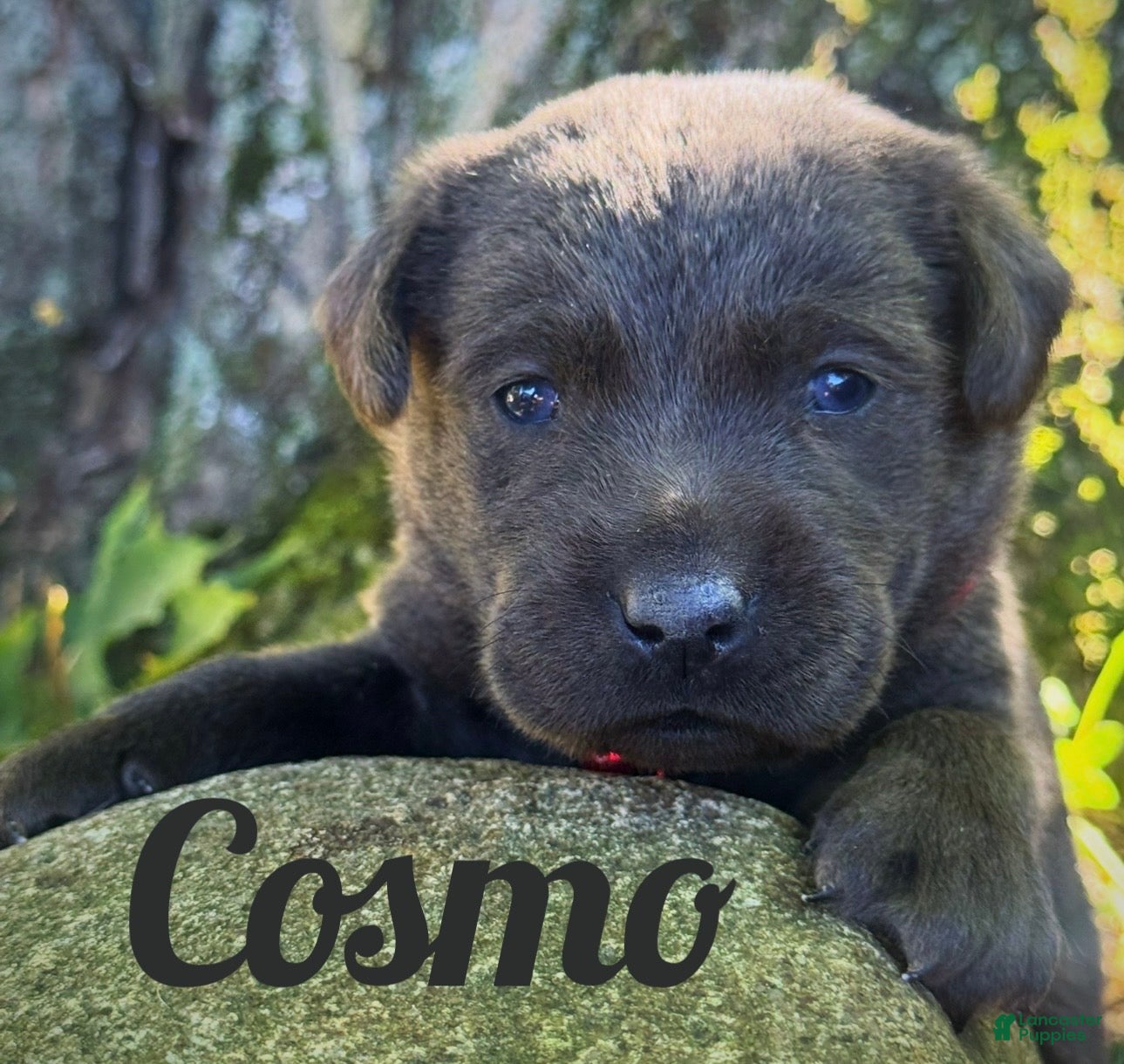 Labrador Retriever dogs Labrador Retriever 1 - Ad 1