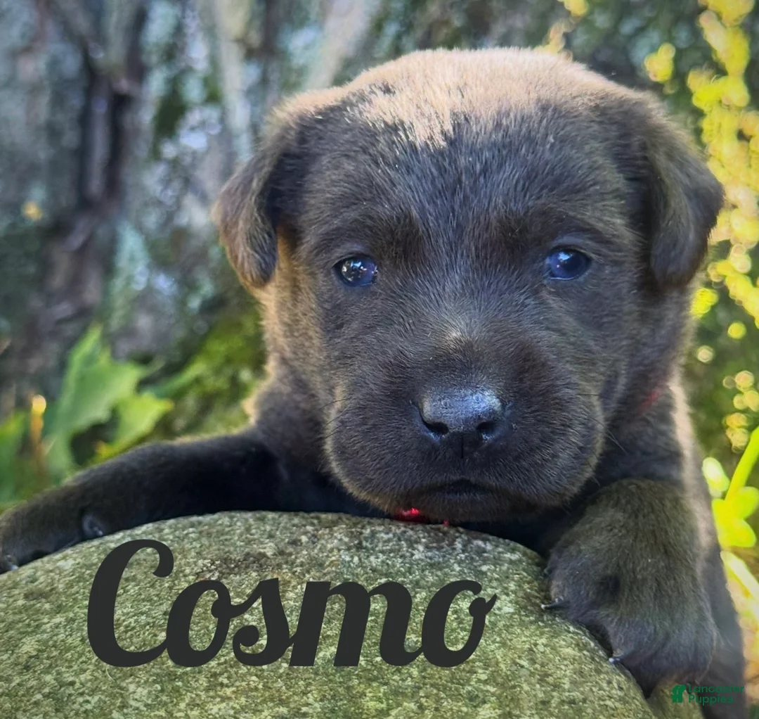 Labrador Retriever dogs for sale: Labrador Retriever 1 - Ad 1