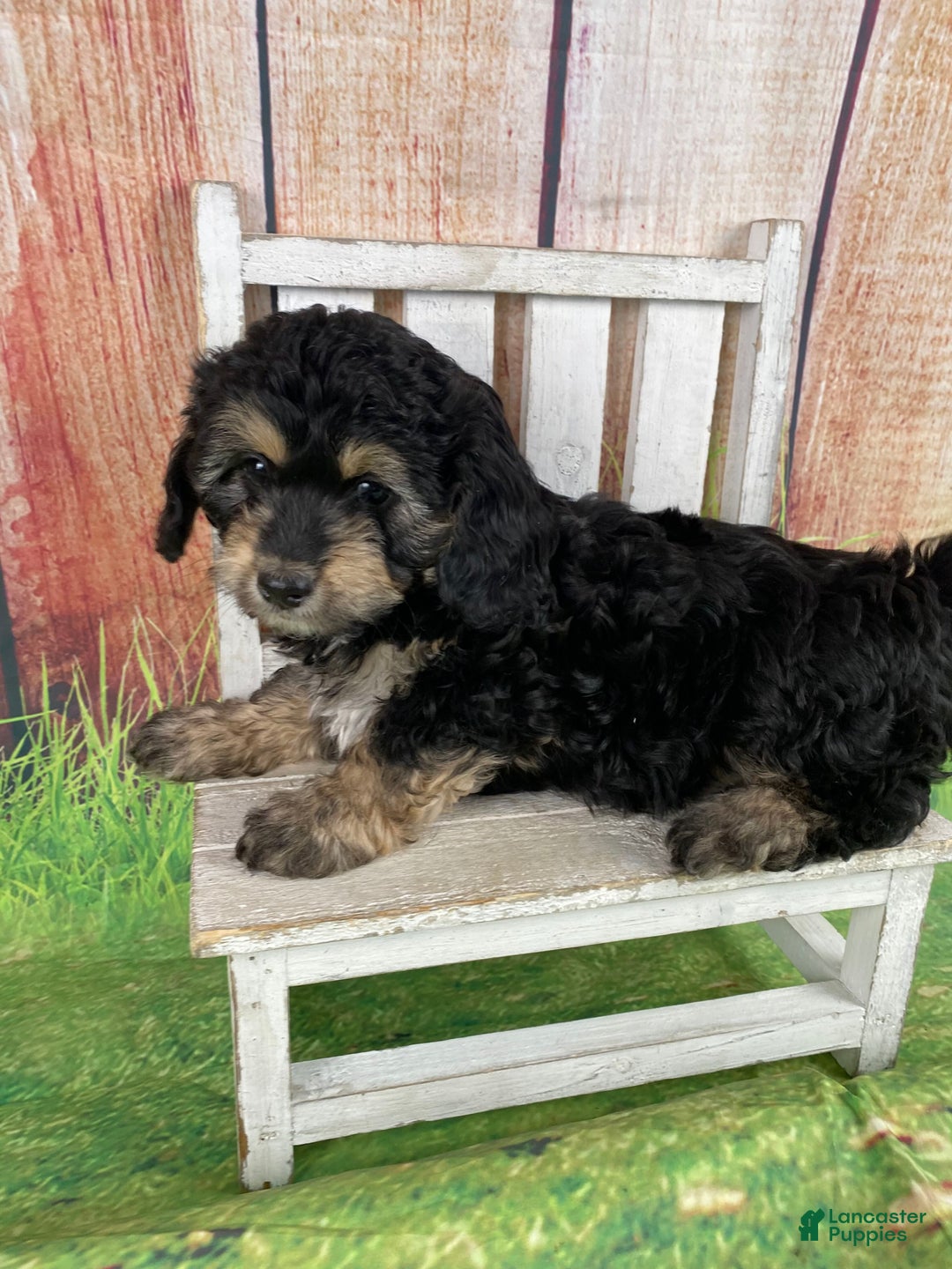 Cavapoo dogs for sale: Lily - Ad 4