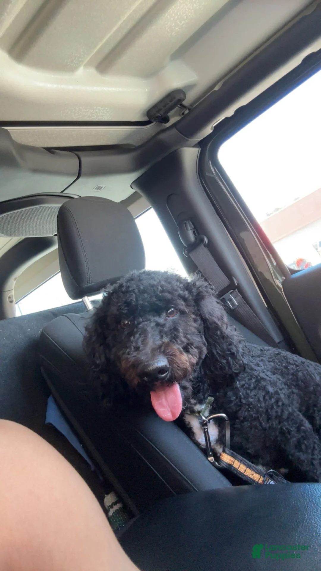 Mini Goldendoodle dogs for sale: Mini Goldendoodle Puppy 1 - Ad 2