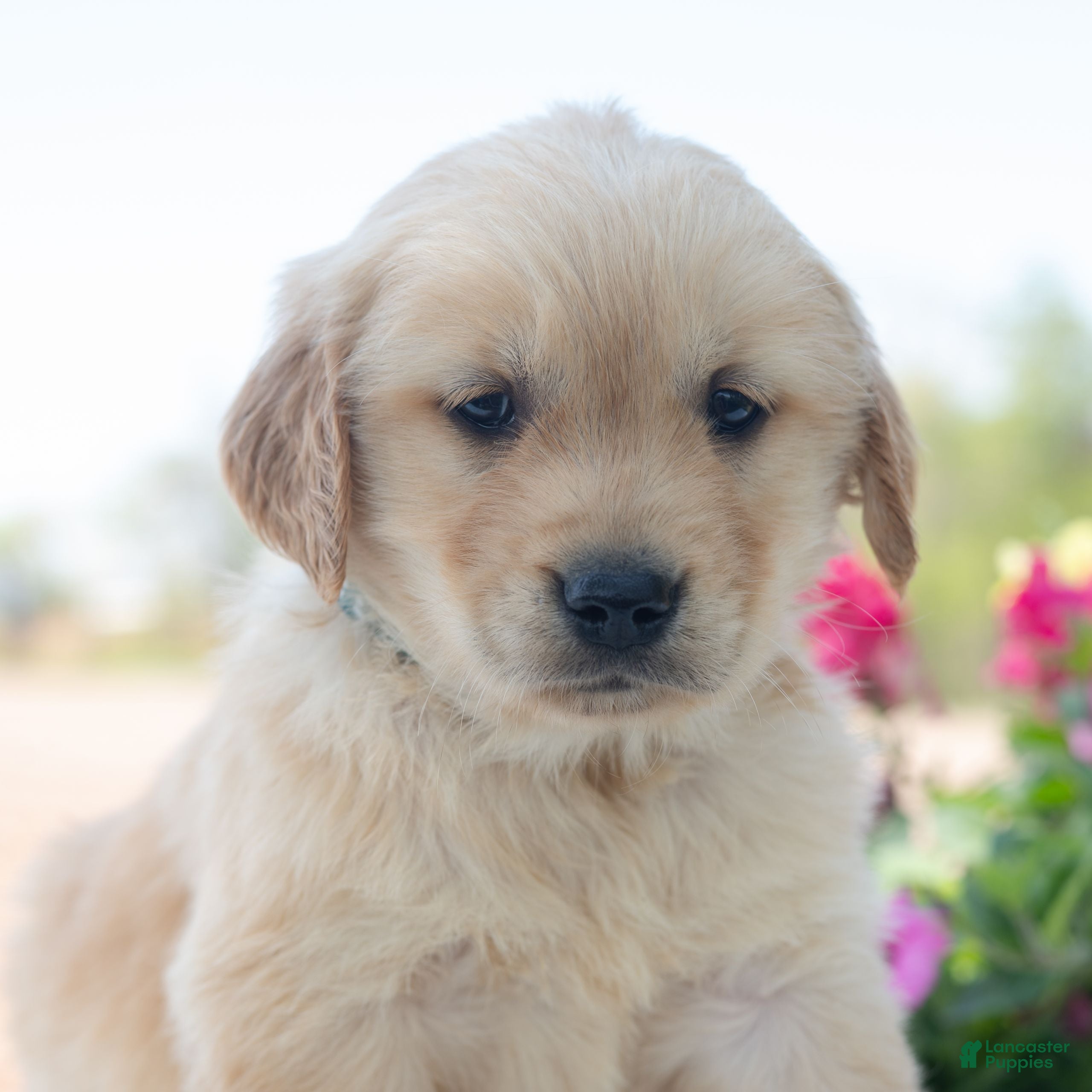 Golden Retriever dogs Mario - Ad 1