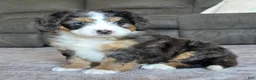 Mini Bernedoodle dogs for sale: Mini Bentley  - Ad 8
