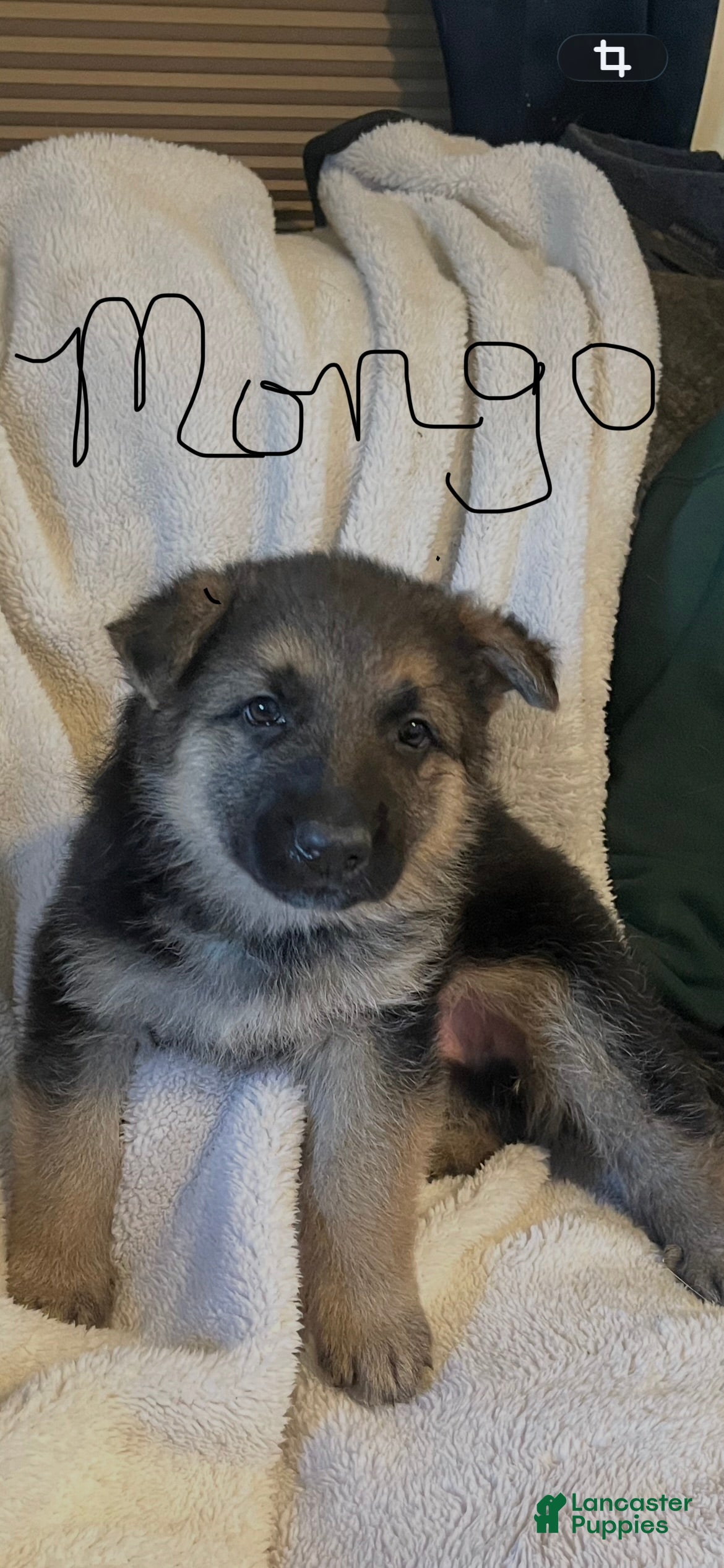 German Shepherd dogs Mongo - Ad 31