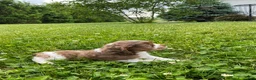 Cocker Spaniel dogs for sale: Abby - Ad 4