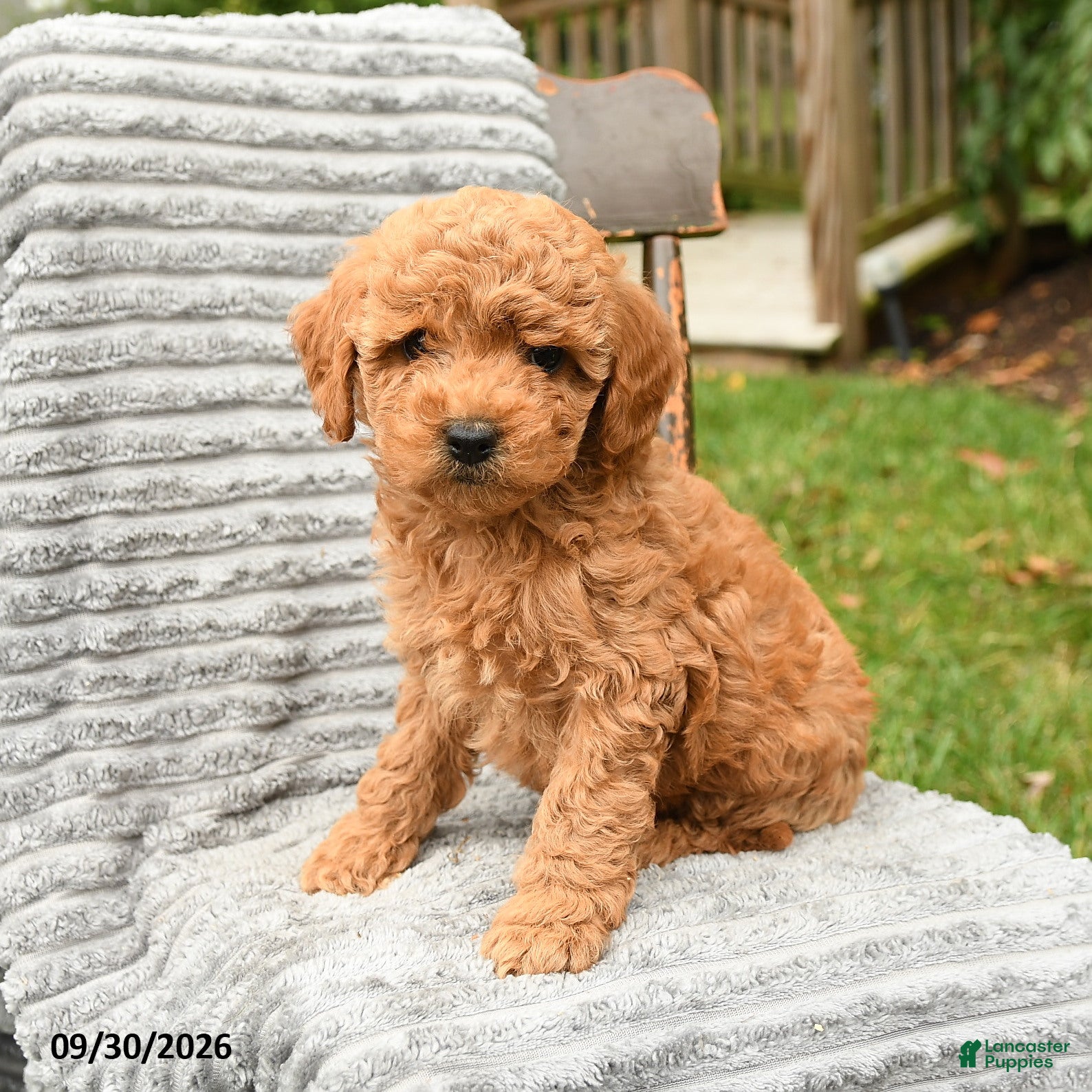 Cockapoo dogs Poppy - Ad 2