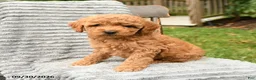 Cockapoo dogs for sale: Poppy - Ad 2