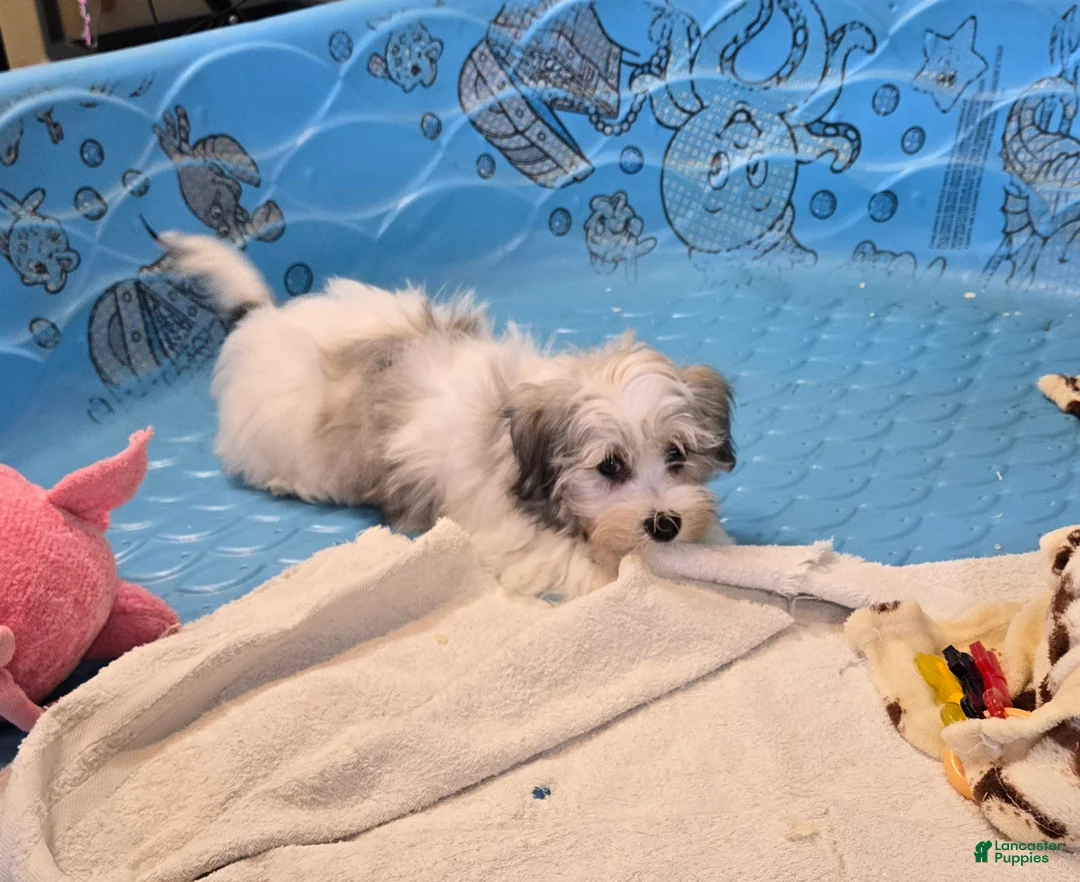 Havanese dogs for sale: Jerry - Ad 2